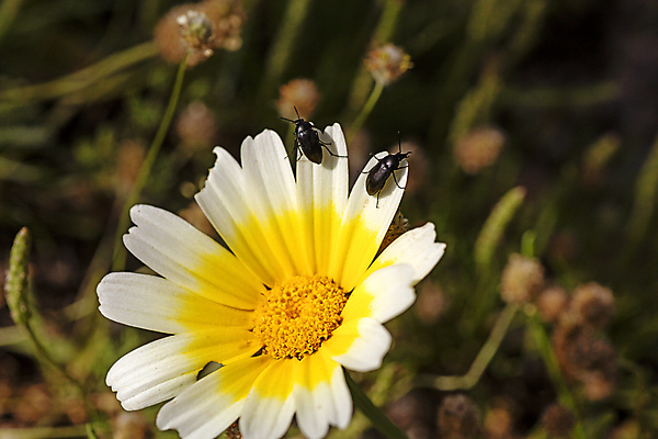 포토 JPG 해외이미지 식물 동물 꽃잎 꽃 야생동물 곤충 백그라운드 잎 꽃무늬 자연 사람없음 빨간색 초록색 컬러풀 노란색 정원 검은색 봄 벚꽃 흰색 점 개화 행운 닫기 벌레 숲 작음 딱정벌레 묘사 데이지 무당벌레 꽃가루 발견 내추럴 해외202004 해외포토 계절 컬러 컨셉 무늬 모션 크기 가루 생태계 파일형식 이미지허브