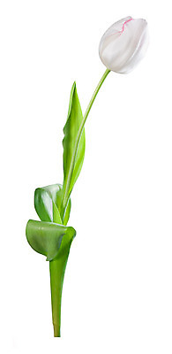 포토 JPG 해외이미지 식물 디자인 꽃잎 꽃 분홍색 꽃다발 백그라운드 컨셉 잎 꽃무늬 자연 휴가 부활절 기념 발렌타인데이 선물 사랑 사람없음 여름 스파 봄 튤립 벚꽃 흰색 신선 오픈 신용카드 생일 엽서 아로마 부드러움 고립 스타일 해외202004 해외포토 계절 기념일 감정 컬러 무늬 데이이벤트 금융 감각 편지 생태계 파일형식 이미지허브