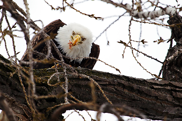 포토 JPG 해외이미지 주간 야생동물 사람없음 야외 먹기 독수리 흰머리독수리 해외202004 해외포토 자연요소 동물 모션 조류 파일형식 이미지허브