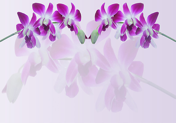 포토 JPG 해외이미지 식물 꽃잎 꽃 분홍색 백그라운드 꽃무늬 자연 사람없음 보라색 벚꽃 흰색 나뭇가지 난초 제비꽃 내추럴 고립 이국적 해외202004 해외포토 나무 컬러 무늬 생태계 파일형식 이미지허브