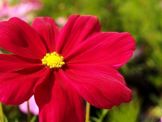 포토 JPG 해외이미지 식물 꽃잎 꽃 분홍색 꽃무늬 오렌지 자연 국화 사람없음 빨간색 여름 세트 컬러풀 장미 노란색 보라색 봄 활발 벚꽃 흰색 신선 개화 그룹 난초 변화 선택 백합 자르기 수집 달리아 제비꽃 묘사 코스모스 데이지 붓꽃 고립 섞기 아욱 많음 피튜니아 해외202004 해외포토 계절 컬러 컨셉 무늬 과일 모션 생태계 파일형식 이미지허브