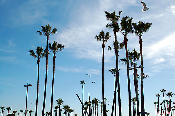 포토 JPG 해외이미지 나무 여행 하늘 손바닥 풍경 사람없음 여행객 미국 캘리포니아 베네치아 해외202004 해외포토 식물 손 북아메리카 사람 이탈리아 파일형식 이미지허브