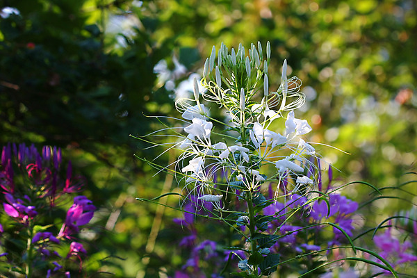 포토 JPG 해외이미지 식물 꽃잎 꽃 분홍색 곤충 잎 자연 건강 사람없음 초록색 여름 파란색 빛 햇빛 정원 봄 벚꽃 우아함 거미 부드러움 해외202004 해외포토 동물 계절 컬러 컨셉 태양 감각 생태계 파일형식 이미지허브
