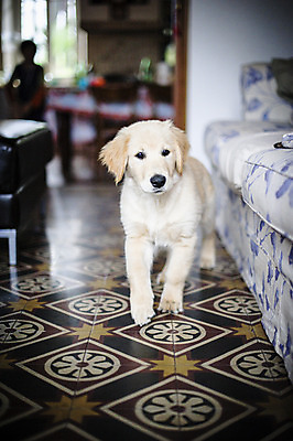 포토 JPG 해외이미지 동물 행복 새끼 주택 사람없음 반려동물 우정 흰색 황금 개 골든리트리버 리트리버 강아지 작음 송곳니 고립 기르기 유래 해외202004 해외포토 감정 컬러 포유류 건물 친구 치아 크기 돌봄 파일형식 이미지허브