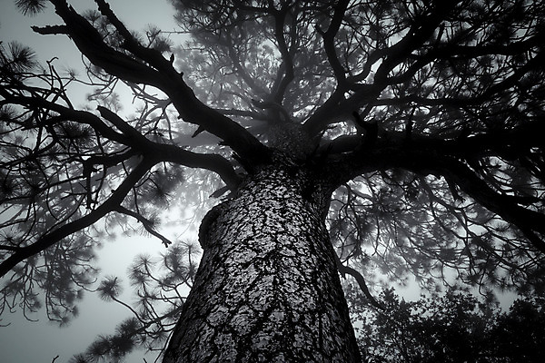 포토 JPG 해외이미지 실루엣 잎 자연 하늘 풍경 사람없음 야외 초록색 어둠 올려보기 안개 덮개 나뭇가지 숲 무서움 내추럴 뿌연 해외202004 해외포토 나무 식물 감정 컬러 모션 날씨 촬영기법 뚜껑 생태계 파일형식 이미지허브