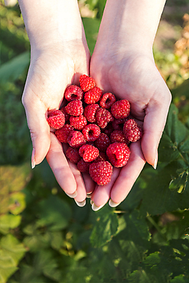 포토 JPG 해외이미지 식물 계절 열매 길 음식 분홍색 백그라운드 패턴 농업 채소 과일 재료 자연 디저트 건강 관리 사람없음 빨간색 봄 활발 흰색 신선 그룹 달콤 자르기 먹기 오브젝트 싱글 상쾌 유기농 질감 날것 산딸기 슛 멀리 고립 숙성 채식주의자 비건 해외202004 해외포토 웰빙 감정 산업 컬러 컨셉 무늬 모션 맛 생태계 채식 파일형식 이미지허브