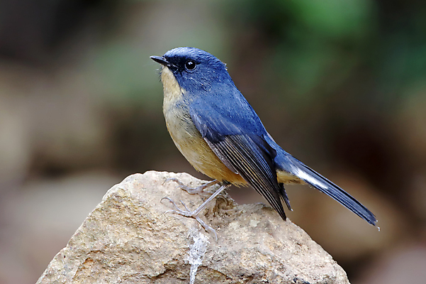 포토 JPG 해외이미지 나무 동물 여자 남자 아시아 얼굴 야생동물 백그라운드 날개 자연 조류 사람없음 야외 목재 가로 초록색 파란색 컬러풀 머리 환경 나뭇가지 막대기 닫기 숲 깃털 꼬리 부리 서식지 생태학 이국적 해외202004 해외포토 식물 교육 나라 컬러 재료 모션 사람 신체부위 생태계 파일형식 이미지허브