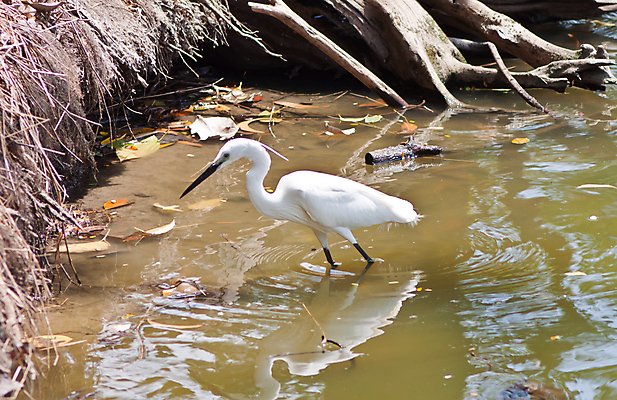 포토 JPG 해외이미지 나무 동물 호수 야생동물 날개 자연 조류 날씨 사람없음 야외 물 파란색 강 반사 환경 우아함 습지 큼 왜가리 깃털 목 서식지 생태학 해외202004 해외포토 자연요소 식물 교육 컬러 컨셉 신체부위 크기 생태계 파일형식 이미지허브