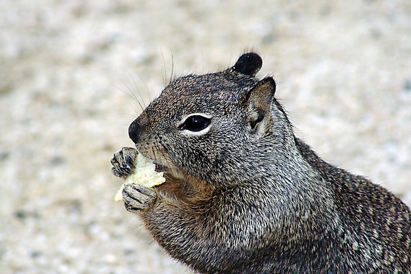 포토 JPG 해외이미지 동물 야생동물 자연 사람없음 설치류 다람쥐 동물상 해외202004 해외포토 조형물 생태계 파일형식 이미지허브