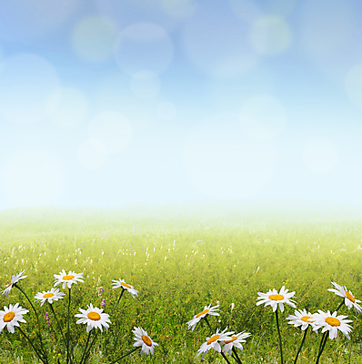 포토 JPG 해외이미지 식물 계절 꽃 백그라운드 밭 자연 하늘 풍경 잔디 사람없음 야외 초록색 여름 파란색 농장 정원 봄 에코 내추럴 생태학 캐모마일 해외202004 해외포토 교육 컬러 농업 환경 허브 생태계 파일형식 이미지허브