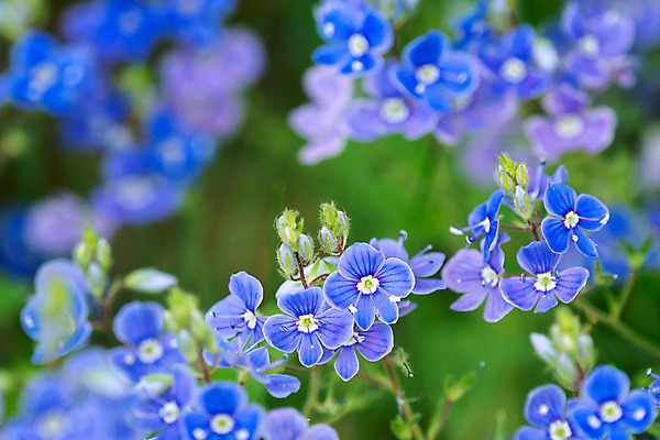 포토 JPG 해외이미지 식물 꽃잎 꽃 백그라운드 밭 자연 사람없음 초록색 파란색 정원 봄 들꽃 벚꽃 해외202004 해외포토 계절 컬러 농업 생태계 파일형식 이미지허브