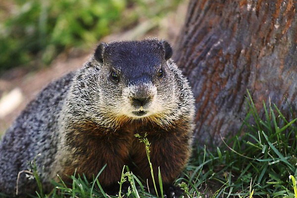 포토 JPG 해외이미지 나무 동물 응시 야생동물 포유류 자연 털 사람없음 갈색 설치류 모피 나무껍질 내추럴 경보 땅바닥 해외202004 해외포토 식물 시선 컬러 바닥 껍질 생태계 파일형식 이미지허브