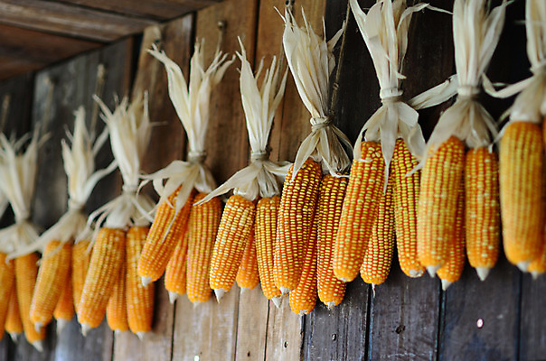 포토 JPG 해외이미지 식물 벽 줄기 농업 건조 매달리기 옥수수 사람없음 목재 농작물 농장 갈색 노란색 수확 시골 천장 유기농 패널 외양간 숙성 해외202004 해외포토 나무 웰빙 산업 컬러 재료 모션 곡류 파일형식 이미지허브