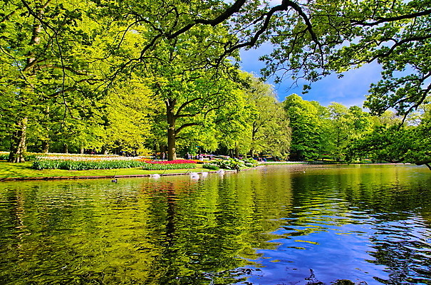 포토 JPG 해외이미지 나무 식물 계절 꽃잎 꽃 호수 음료 여행 꽃무늬 밭 모션 자연 하늘 휴가 휴식 잔디 사람없음 목재 초록색 물 파란색 빛 태양 반사 정원 침묵 일몰 봄 산책 흐름 추위 튤립 당기기 네덜란드 백조 부드러움 평행 암스테르담 시베리아 해외202004 해외포토 자연요소 유럽 컬러 컨셉 무늬 농업 재료 조류 노을 소리 감각 생태계 파일형식 이미지허브