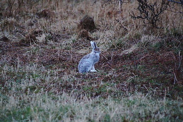 포토 JPG 해외이미지 동물 자연 풍경 사람없음 야외 토끼 내추럴 해외202004 해외포토 포유류 반려동물 생태계 파일형식 이미지허브