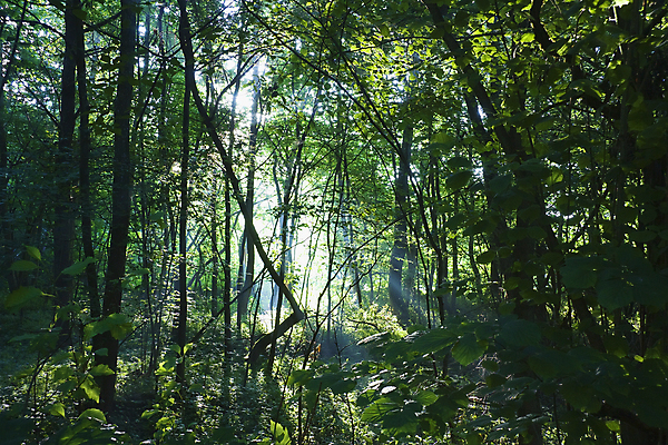 포토 JPG 해외이미지 나무 식물 공원 잎 손가락 자연 아침 그림자 풍경 사람없음 가로 초록색 빛 햇빛 태양 일출 침묵 새벽 안개 가을 나뭇가지 숲 신비 무서움 유혹 장면 천국 빛망울 발견 해외202004 해외포토 주간 자연요소 손 계절 공공시설 감정 컬러 컨셉 날씨 노을 소리 생태계 파일형식 이미지허브