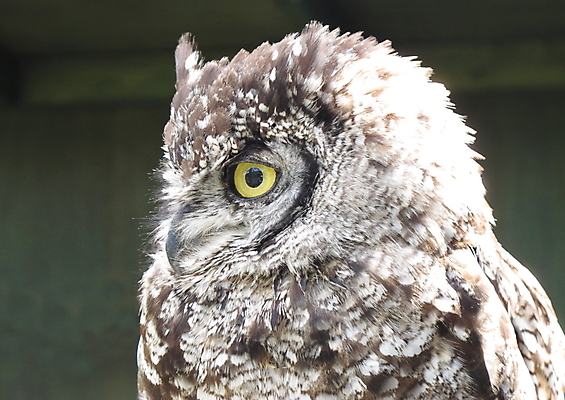 포토 JPG 해외이미지 동물 야생동물 자연 조류 사람없음 점 깃털 부리 독수리 육식동물 부엉이 사냥꾼 해외202004 해외포토 직업 생태계 파일형식 이미지허브