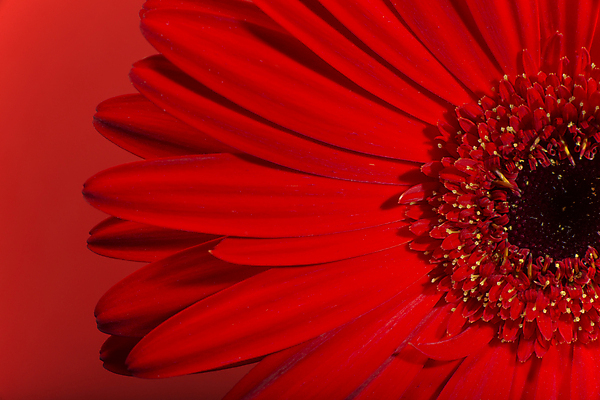 포토 JPG 해외이미지 식물 꽃잎 꽃 백그라운드 꽃무늬 자연 사람없음 빨간색 정원 봄 벚꽃 신선 개화 묘사 데이지 거베라 내추럴 해외202004 해외포토 계절 컬러 무늬 생태계 파일형식 이미지허브