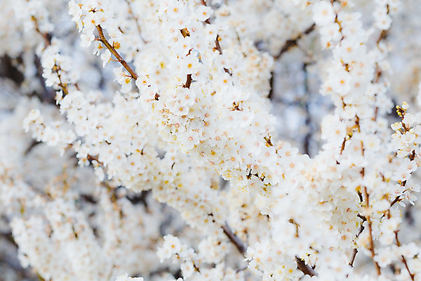 포토 JPG 해외이미지 나무 식물 계절 꽃잎 꽃 선 백그라운드 잎 꽃무늬 자연 친절 새로움 사람없음 야외 초록색 여름 빛 정원 침묵 봄 활발 성장 벚꽃 흰색 나뭇가지 개화 체리 과수원 묘사 원예 부드러움 자두 해외202004 해외포토 컬러 컨셉 무늬 농업 과일 취미 소리 감각 생태계 파일형식 이미지허브