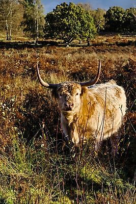 포토 JPG 해외이미지 나무 동물 계절 포유류 자연 영국 털 뿔 사람없음 야외 금발 농장 갈색 가축 소고기 가을 시골 소 닫기 씻기 생강 산악지대 기르기 양치류 스코틀랜드 해외202004 해외포토 식물 헤어스타일 유럽 컬러 농업 채소 모션 산 육류 청결 생태계 돌봄 파일형식 이미지허브