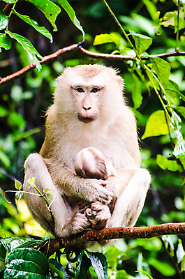 포토 JPG 해외이미지 동물 응시 여자 야생동물 포유류 가족 아프리카 자연 엄마 털 사랑 앉기 사람없음 우정 우유 원숭이 아기 잡기 수비 보호 숲 작음 모피 먹기 유인원 해외202004 해외포토 시선 감정 나라 컨셉 관계 모션 유제품 사람 친구 크기 생태계 파일형식 이미지허브
