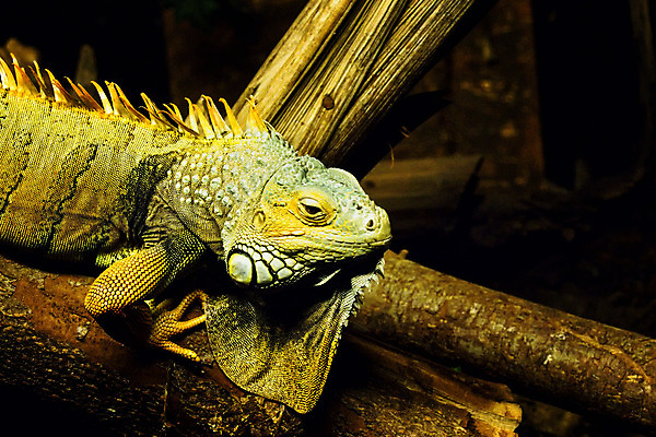 포토 JPG 해외이미지 동물 유럽 파충류 자연 북유럽 노르웨이 사람없음 스칸디나비아 해외202004 해외포토 나라 생태계 파일형식 이미지허브