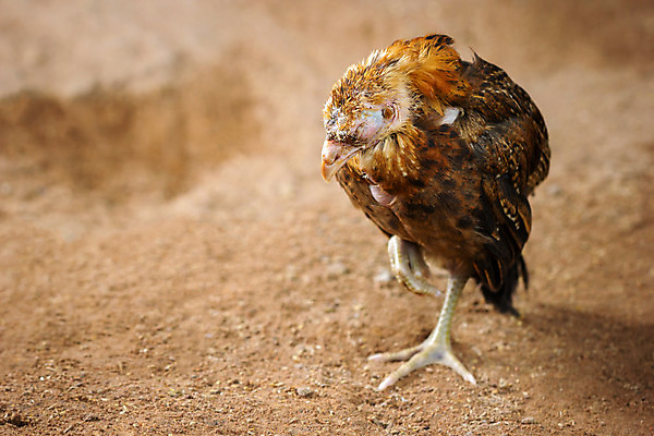 포토 JPG 해외이미지 동물 산업 음식 컨셉 농업 비즈니스 공장 조류 따뜻함 사람없음 경제 빛 농장 식사 치킨 가축 고통 환자 슬픔 시골 죽음 수비 고독 질병 작음 학대 감염 전염 파산 고문 단백질 백신 분실 얇은 위기 인플루엔자 전염병 해로움 해외202004 해외포토 감정 공업 의학 모션 금융 바이러스 크기 사회이슈 닭고기요리 영양소 파일형식 이미지허브