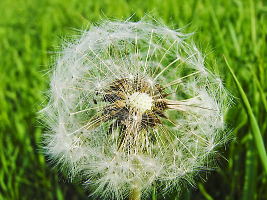 포토 JPG 해외이미지 식물 꽃 자연 바람 씨앗 사람없음 야외 초록색 파란색 빛 정원 자유 성장 벚꽃 흰색 신선 닫기 민들레 묘사 부드러움 무료 블러 해외202004 해외포토 자연요소 컬러 컨셉 모션 날씨 감각 생태계 파일형식 이미지허브