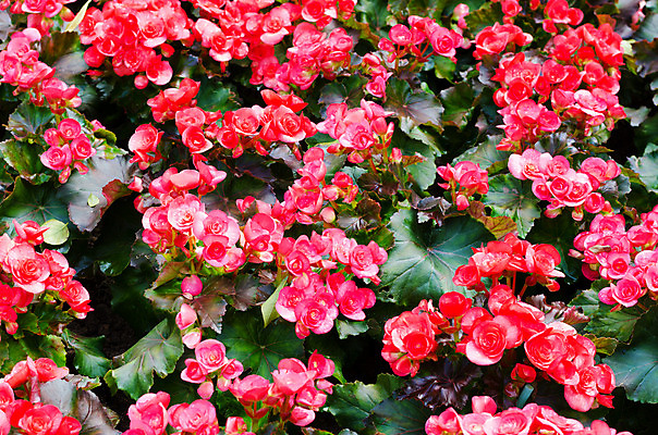 포토 JPG 해외이미지 식물 계절 공원 꽃잎 꽃 분홍색 꽃다발 백그라운드 잎 꽃무늬 자연 발렌타인데이 그림자 사람없음 야외 장식 빨간색 초록색 컬러풀 정원 봄 활발 벚꽃 신선 그룹 큼 원예 생물학 화단 가치 내추럴 해외202004 해외포토 공공시설 교육 컬러 컨셉 무늬 데이이벤트 취미 크기 생태계 파일형식 이미지허브