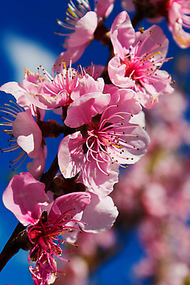 포토 JPG 해외이미지 나무 구름 응시 계절 꽃잎 꽃 백그라운드 잎 꽃무늬 자연 하늘 사람없음 초록색 파란색 빛 맑음 봄 벚꽃 흰색 나뭇가지 최고 신용카드 개화 닫기 사과 만족 천국 살구 우수 해외202004 해외포토 자연요소 식물 시선 감정 컬러 무늬 과일 모션 날씨 금융 절기 생태계 파일형식 이미지허브