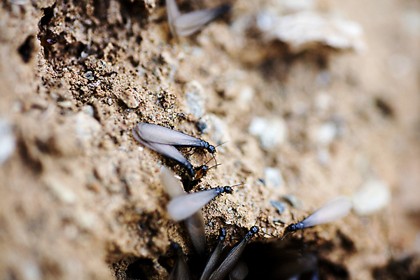 포토 JPG 해외이미지 동물 야생동물 음식 곤충 백그라운드 잎 자연 주택 사람없음 빨간색 초록색 노란색 검은색 놀람 독약 닫기 해충 벌레 질병 파편 작음 큼 묘사 감염 내추럴 넘어짐 생태학 어려움 위생관리 오싹 해외202004 해외포토 식물 교육 감정 컬러 의학 모션 표정 관리 건물 크기 생태계 파일형식 이미지허브