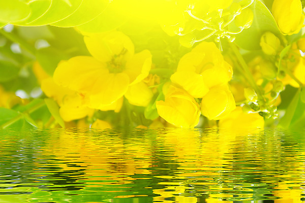 포토 JPG 해외이미지 식물 꽃 백그라운드 가족 자연 휴가 프레임 국화 선물 사람없음 장식 여름 노란색 머리 우주 봄 활발 벚꽃 축하 신선 개화 소프트포커스 작음 다발 데이지 거베라 멀티 해외202004 해외포토 계절 컬러 컨셉 관계 촬영기법 신체부위 크기 생태계 파일형식 이미지허브