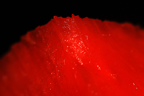 포토 JPG 해외이미지 식물 농업 다이어트 과일 아프리카 수박 건강 육류 씨앗 사람없음 빨간색 초록색 멜론 바이오 해외202004 해외포토 나라 산업 컬러 식재료 파일형식 이미지허브