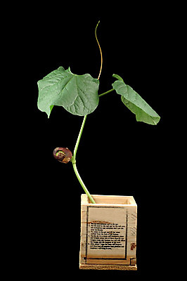 포토 JPG 해외이미지 식물 줄기 잎 농업 채소 자연 콩 씨앗 들기 사람없음 초록색 농작물 상자 꽃병 성장 나뭇가지 확대 생물학 상승 정맥 진행 개발 방법 생태학 전진 해외202004 해외포토 나무 교육 꽃 산업 컬러 컨셉 모션 곡류 생태계 혈관 파일형식 이미지허브