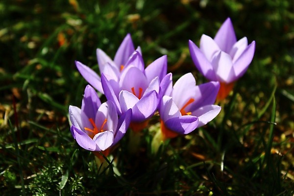 포토 JPG 해외이미지 식물 꽃 꽃무늬 봄꽃 자연 사람없음 정원 봄 벚꽃 내추럴 2월 해외202004 해외포토 계절 무늬 날짜 생태계 파일형식 이미지허브