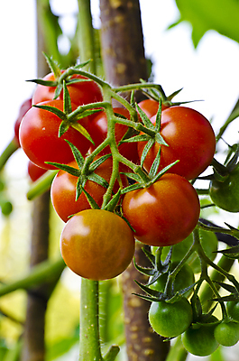 포토 JPG 해외이미지 접시 음식 다이어트 토마토 채소 과일 건강 요리 사람없음 빨간색 초록색 주방 식사 신선 칵테일 플랫 해외202004 해외포토 식기 컬러 주류 파일형식 이미지허브