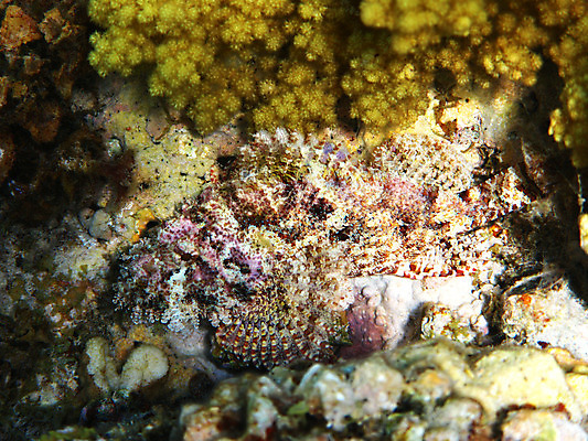 포토 JPG 해외이미지 동물 야생동물 바다 아프리카 자연 휴가 휴식 바닥 이집트 어류 사람없음 물 여름 수중 수영 독약 스노클링 산호 위험 다이빙 암초 발견 깊이 동물상 이국적 해외202004 해외포토 자연요소 계절 나라 컨셉 조형물 수중동물 수상스포츠 자포동물 생태계 수중스포츠 파일형식 이미지허브