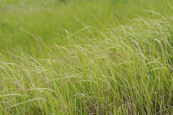 포토 JPG 해외이미지 식물 계절 백그라운드 잎 꽃무늬 밭 농업 모션 자연 날씨 숙이기 씨앗 사람없음 야외 초록색 여름 농장 정원 봄 흐름 성장 신선 숲 낟알 밀 유기농 내추럴 밭일 해외202004 해외포토 웰빙 꽃 산업 컬러 포즈 컨셉 무늬 곡류 생태계 파일형식 이미지허브
