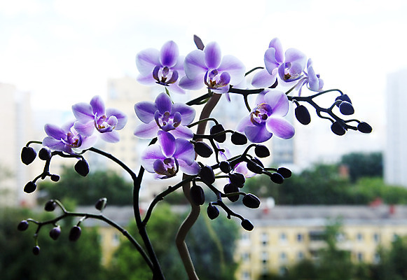 포토 JPG 해외이미지 식물 꽃잎 꽃 줄기 분홍색 백그라운드 꽃무늬 자연 프레임 사람없음 일본 보라색 침묵 봄 활발 흰색 나뭇가지 신선 난초 오브젝트 싱글 호접란 잡종 고립 해외202004 해외포토 나무 계절 아시아 컬러 컨셉 무늬 소리 생태계 파일형식 이미지허브