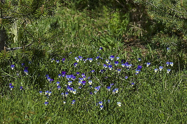 포토 JPG 해외이미지 식물 꽃 백그라운드 자연 건강 사람없음 치료 초록색 컬러풀 보라색 벚꽃 개화 약초 질병 약국 허브 제비꽃 여드름 불가리아 비올라 삼색 해외202004 해외포토 컬러 의학 풀_식물 생태계 파일형식 찰현악기 남유럽 이미지허브