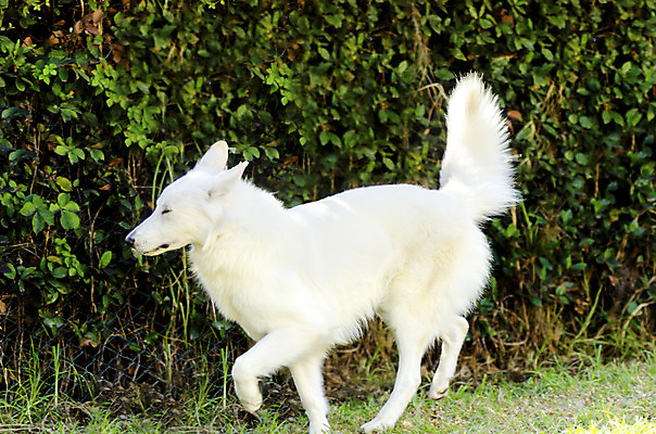 포토 JPG 해외이미지 동물 응시 공원 행복 장난 포유류 털 건강 서기 경비 잔디 사람없음 야외 반려동물 달리기 걷기 믿음 정원 가축 힘 우정 활발 코트 흰색 표현 자신감 구출 양치기 경찰 개 큼 스위스 군용 보안 근육질 부드러움 보호자 송곳니 경보 기르기 동반자 복종 신앙심 유래 지능 충실 힘찬 해외202004 해외포토 식물 직업 시선 공공시설 감정 유럽 컬러 컨셉 모션 근육 군대 안전 친구 외투 도움 감각 치아 보호 크기 몸매 돌봄 파일형식 이미지허브