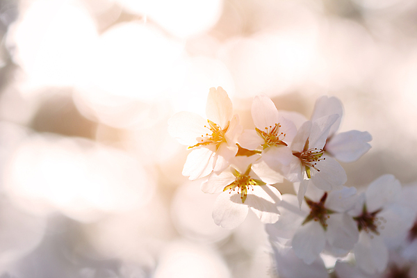 포토 JPG 해외이미지 나무 식물 디자인 계절 꽃잎 꽃 분홍색 백그라운드 컨셉 잎 꽃무늬 자연 새로움 건강 미술 사람없음 초록색 파란색 정원 봄 성장 벚꽃 흰색 나뭇가지 신선 개화 체리 닫기 사과 4월 5월 질감 내추럴 고립 그런지 옛날 해외202004 해외포토 컬러 무늬 과일 모션 문화예술 날짜 생태계 파일형식 이미지허브