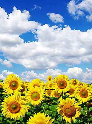 포토 JPG 해외이미지 식물 꽃 문화 지구 밭 농업 자연 하늘 해바라기 풍경 사람없음 야외 초록색 파란색 농장 노란색 맑음 활발 성장 시골 장면 흐림 해외202004 해외포토 산업 컬러 컨셉 날씨 생태계 파일형식 이미지허브