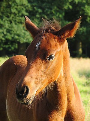 포토 JPG 해외이미지 동물 사람없음 머리 망아지 해외202004 해외포토 새끼 신체부위 말_동물 파일형식 이미지허브