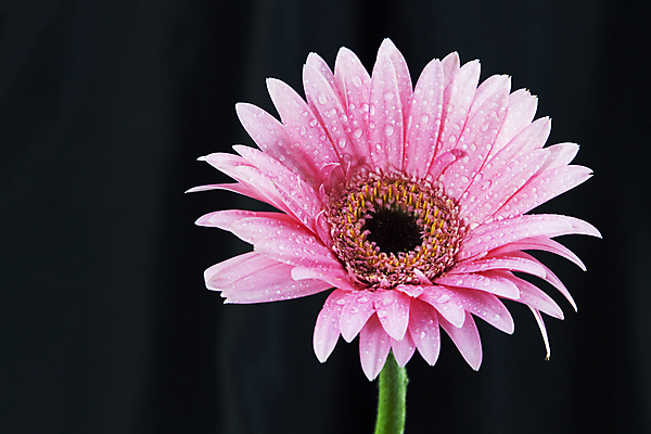 포토 JPG 해외이미지 계절 꽃 분홍색 자연 그림자 사람없음 여름 어둠 봄 벚꽃 신선 야간 이슬 부활 내추럴 해외202004 해외포토 자연요소 식물 컬러 생태계 파일형식 이미지허브