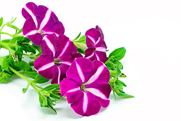 포토 JPG 해외이미지 식물 계절 꽃잎 꽃 분홍색 꽃다발 백그라운드 컨셉 잎 꽃무늬 패턴 자연 매달리기 사람없음 야외 장식 초록색 컬러풀 환경 정원 보라색 봄 벚꽃 발코니 흰색 신선 그룹 제비꽃 묘사 흰배경 고립 피튜니아 해외202004 해외포토 컬러 무늬 모션 생태계 파일형식 이미지허브