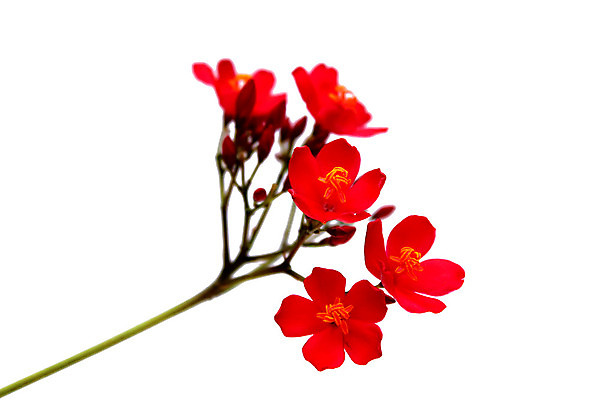 포토 JPG 해외이미지 식물 디자인 꽃잎 꽃 백그라운드 꽃무늬 밭 자연 수채화 미술 사람없음 빨간색 초록색 여름 컬러풀 정원 봄 수확 벚꽃 흰색 닫기 양귀비 고립 해외202004 해외포토 계절 컬러 무늬 농업 모션 문화예술 생태계 파일형식 이미지허브