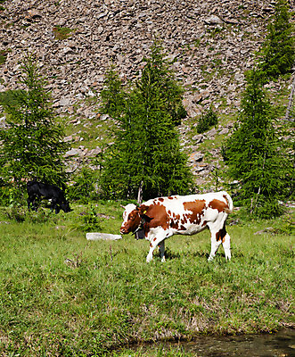 포토 JPG 해외이미지 동물 응시 유럽 밭 농업 자연 산 풍경 사람없음 야외 초록색 여름 농장 갈색 머리 계곡 맑음 가축 봄 목장 이탈리아 하이킹 소고기 우유 바위 시골 소 군중 언덕 알프스 장면 내추럴 밭일 해외202004 해외포토 시선 계절 나라 산업 컬러 포유류 레저 날씨 유제품 육류 사람 신체부위 돌_바위 생태계 파일형식 이미지허브
