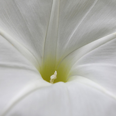 포토 JPG 해외이미지 식물 꽃잎 꽃 분홍색 백그라운드 자연 사람없음 가로 초록색 벚꽃 신선 입자 질감 먼지 꽃가루 작살 히비스커스 해외202004 해외포토 컬러 가루 생태계 파일형식 이미지허브