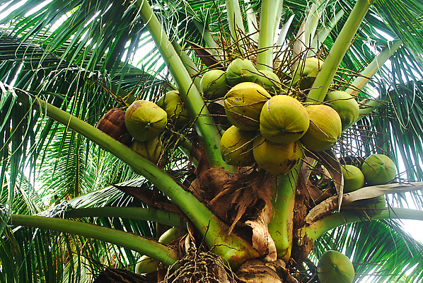 포토 JPG 해외이미지 나무 식물 음식 섬 여행 백그라운드 잎 농업 과일 태국 자연 하늘 손바닥 씨앗 풍경 사람없음 야외 초록색 여름 농장 정원 성장 시골 숲 유기농 서식 장면 코코넛 내추럴 해외202004 해외포토 손 웰빙 계절 산업 아시아 컬러 생태계 파일형식 이미지허브